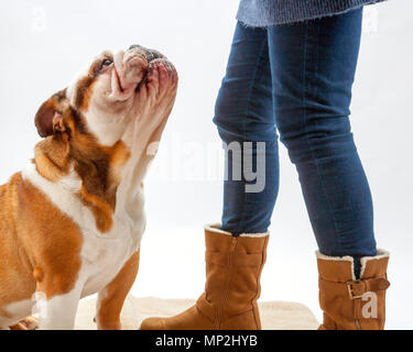 Eine junge traditionelle britische Bulldogge sitzt geduldig auf einem weißen nahtlose Hintergrund nach oben auf seine Herrin Stockfoto