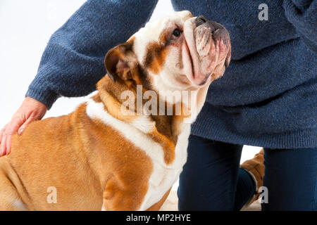 Eine junge traditionelle britische Bulldogge sitzt auf einem weißen nahtlose Hintergrund und wartet auf seine Herrin zu behandeln geben Stockfoto