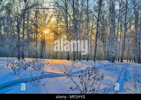 Winter Sonnenuntergang im Birkenwald. Goldene Sonnenstrahlen unter weißen Stämme der Birken, schneebedeckten Hang des Hügels mit direktem Anschluss Stockfoto