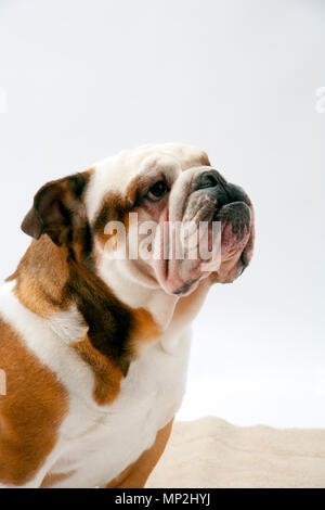 Eine junge traditionelle britische Bulldogge sitzt geduldig auf einem weißen nahtlose Hintergrund nach oben auf seine Herrin Stockfoto