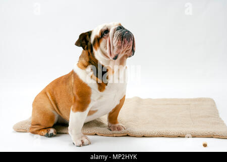 Eine junge traditionelle britische Bulldogge sitzt geduldig auf einem weißen nahtlose Hintergrund nach oben auf seine Herrin Stockfoto