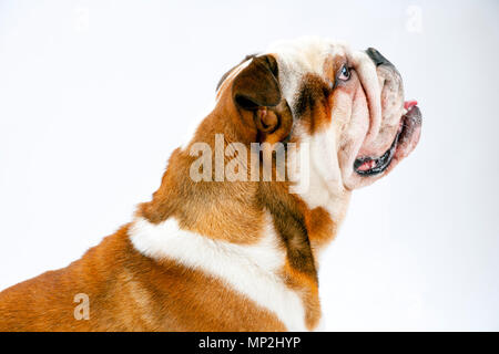 Eine junge traditionelle britische Bulldogge sitzt geduldig auf einem weißen nahtlose Hintergrund nach oben auf seine Herrin Stockfoto