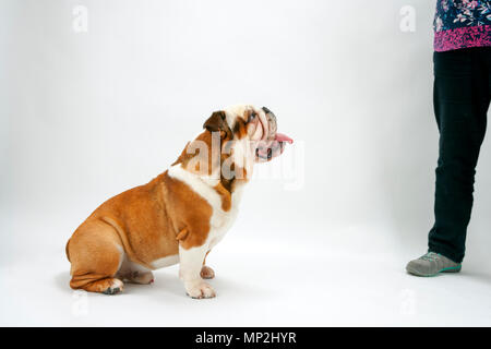 Eine junge traditionelle britische Bulldogge sitzt geduldig auf einem weißen nahtlose Hintergrund nach oben auf seine Herrin Stockfoto