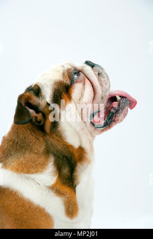 Eine junge traditionelle britische Bulldogge sitzt geduldig auf einem weißen nahtlose Hintergrund nach oben auf seine Herrin Stockfoto