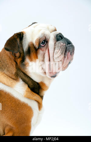 Eine junge traditionelle britische Bulldogge sitzt geduldig auf einem weißen nahtlose Hintergrund nach oben auf seine Herrin Stockfoto