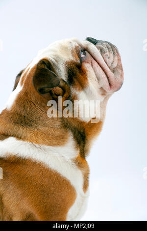 Eine junge traditionelle britische Bulldogge sitzt geduldig auf einem weißen nahtlose Hintergrund nach oben auf seine Herrin Stockfoto