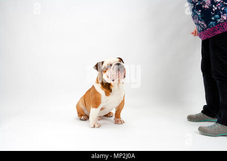 Eine junge traditionelle britische Bulldogge sitzt geduldig auf einem weißen nahtlose Hintergrund nach oben auf seine Herrin Stockfoto