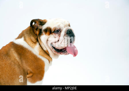 Eine junge traditionelle britische Bulldogge sitzt auf einem weißen nahtlose Hintergrund warten auf Anweisung Stockfoto