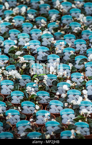 Begonia semperflorens Wams weiß Pflanzen für den Verkauf in einem Gartencenter. Stockfoto