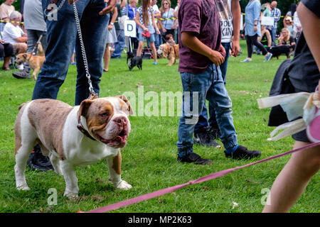 Bulldogge auf Kette in Kanonen Park, Edgware, North London bei Dog Show während der jährlichen Familientag. Hunde, Menschen, Gras im Hintergrund. Landschaft. Stockfoto