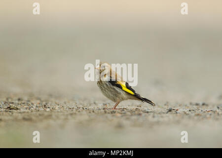 Stieglitz, Europäischen, lateinischer Name Carduelis carduelis, juvenile Vogel auf dem Boden gegen ein blasses und sogar Hintergrund Stockfoto