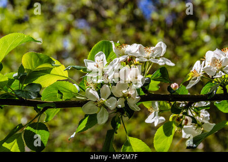 Weiße Blüte auf einem Obstbaum, in einem Spring Garden in Rothbury, Northumberland, Großbritannien. Mai 2018. Stockfoto