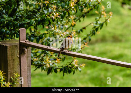 Robin sitzen auf ein Tor in der Nähe von Grün guarding Gebiet, UK. Mai 2018. Stockfoto