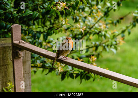Robin sitzen auf ein Tor in der Nähe von Grün guarding Gebiet, UK. Mai 2018. Stockfoto
