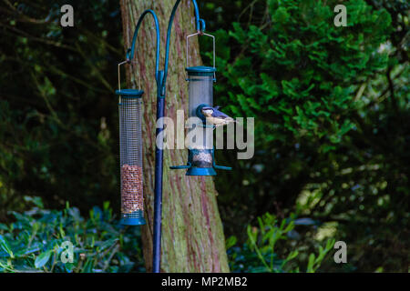 Kleiber, Sitta europaea, auf einem birdfeeder durch einen Baum. Mai 2018. Stockfoto