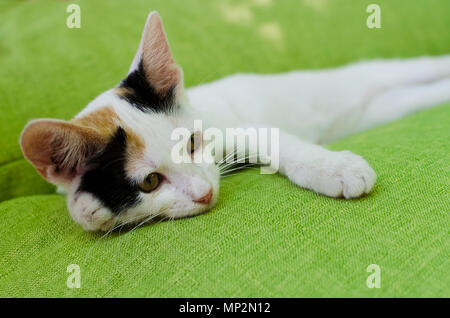 Junge hübsche weiße Katze mit schwarzen und roten Flecken, die auf einer grünen Couch. Verspielte Katze auf einem Bett. Stockfoto