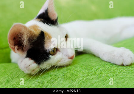 Junge hübsche weiße Katze mit schwarzen und roten Flecken, die auf einer grünen Couch. Verspielte Katze auf einem Bett. Stockfoto