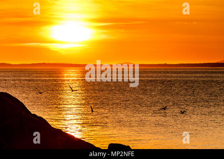 Möwen über dem Meer bei Sonnenuntergang fliegen. Konzept der Harmonie und Ruhe. Stockfoto