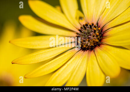 Makroaufnahme einer Blume schöne gelbe Margarita. Stockfoto