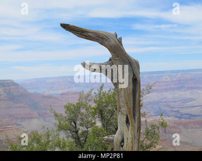 Überrest von Zeder gegen den Hintergrund der Desert Canyon Stockfoto