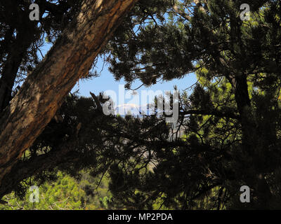 Ponderosa Pine Tree Branches mit Schneebedeckten Bergen im Hintergrund Stockfoto