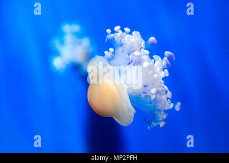 Mediterrane jelly Spiegelei Quallen cotiloriza wenig Gelees medusa deep blue Unterwasser Hintergrund Stockfoto