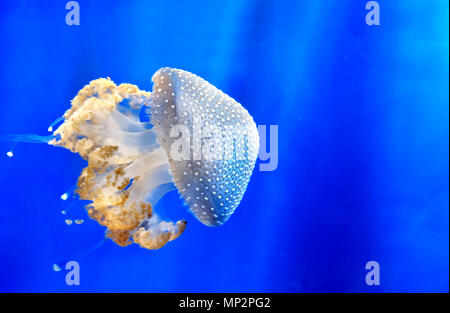 Weiß gefleckte Quallen Floating bell Australische beschmutzt jellyfish Medusa deep blue Unterwasser Hintergrund Stockfoto
