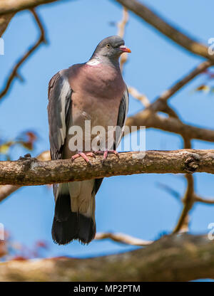 Lincolnshire, England UK-Ringeltaube (Columba palumbus) oder gemeinsame Ringeltaube sat roosting über eine Zweigniederlassung, die in einem Baum im Sommer Sonnenschein Stockfoto