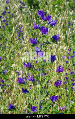 Echium Plantagineum, der Lila viper-bugloss oder Paterson und der Fluch, Familie Boraginaceae. Hintergrund: Lago Lungo in der Nähe von fondi und Terracina (Italien) Stockfoto