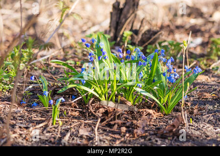 Sibirische Blausterne (Scilla siberica) oder blaue Schneeglöckchen im Wald. Erste Frühling Blumen im grünen Blättern Stockfoto