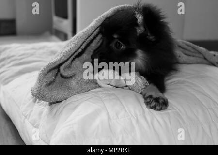 Schwarze Welpen Stockfoto