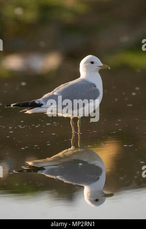 Sturmmöwe, Larus canus, in den flachen Gewässern von einem schottischen Loch wider. Stockfoto