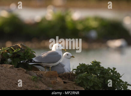 Sturmmöwe, Larus canus, ein Paar an ihrem Nest Website auf einem Schottischen Loch Stockfoto