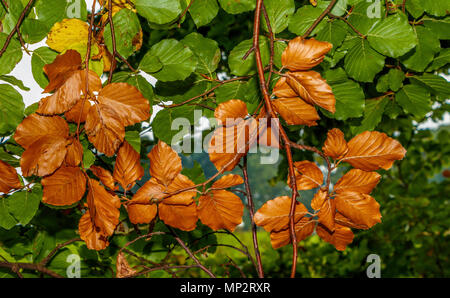 Buche, ‎Fagus sylvatica, Blätter ab Farbe im Herbst gegen ihren grünen Hintergrund, Yorkshire, UK zu ändern. Stockfoto