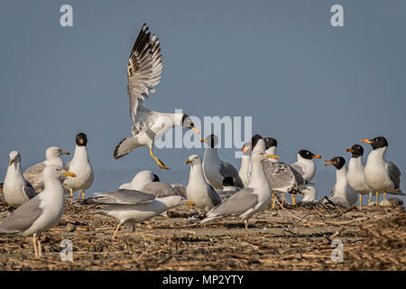 Pallas Gull (Ichthyaetus ichthyaetus) Stockfoto