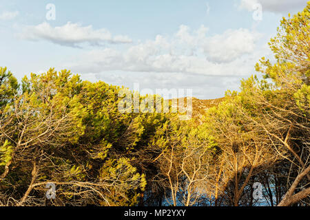 Natur in Capo Ferro an der Costa Smeralda, Mittelmeer, Sardinien, Italien Stockfoto