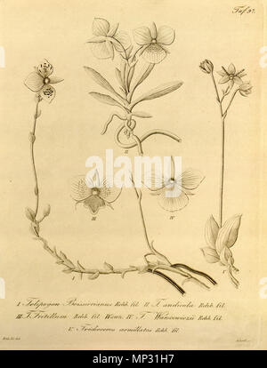 . Abbildung: Telipogon boissierianus: I. II. Telipogon andicola III. Telipogon fritillum IV. Telipogon papilio (syn. Telipogon warszewiczii) V. Trichoceros antennifer (syn. Trichoceros armillatus). 1858. Heinrich Gustav Reichenbach (1824 - 1889) Alternative Namen Rchb.f. Beschreibung German-Saxon pteridologist, Botaniker, Ornithologen und Hochschullehrer Geburtsdatum / Tod am 3. Januar 1824 6. Mai 1889 Ort der Geburt / Todes Dresden Hamburg Arbeitsort Leipzig Authority control: Q 62820 VIAF: 77066171 ISNI: 0000 0000 8396 1069 79125882 LCCN: n NLA: 35749194 Botaniker: R Stockfoto