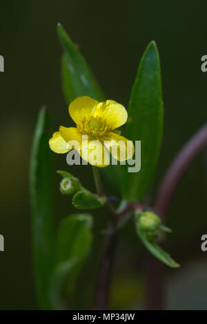 Weniger spearwort (Ranunculus flammula) in einem Gartenteich Stockfoto