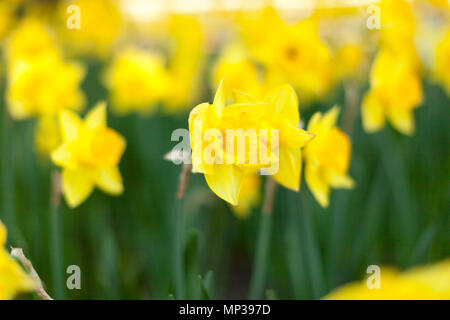 Erstaunlich Gelbe Narzissen Blüte Feld in der Morgensonne. Das perfekte Bild für Frühling Hintergrund, Blumen Landschaft. Narzisse Hintergrund Stockfoto