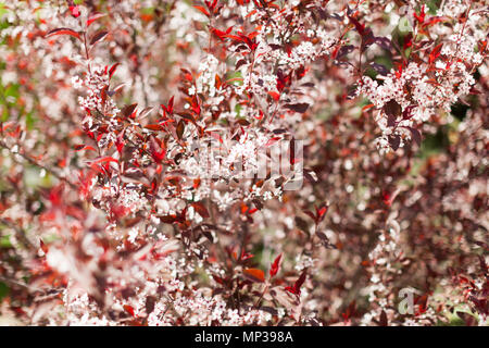 Kirschblüte Baum mit rosa und rote Blumen Hintergrund. hohen Kirschbaum mit blühenden Zweigen an einem sonnigen Frühlingstag Stockfoto