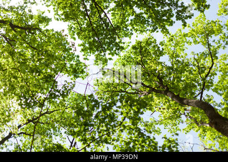 Die warme Sonne scheint durch die Baumkronen des Hohen Buche. Stockfoto
