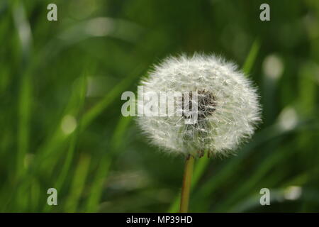Flauschige Löwenzahn im Mai, Frühling template Design Stockfoto