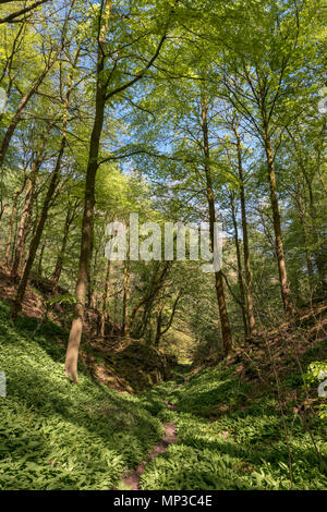 Öffentlichen Fußweg in der Nähe von Ashford-im-Wasser, Peak District, Derbyshire, England, Großbritannien Stockfoto