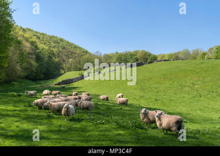 Herde von Schafen durch einen öffentlichen Fußweg in der Nähe von Ashford-im-Wasser, Peak District, Derbyshire, England, Großbritannien Stockfoto