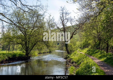 Öffentlichen Fußweg entlang des Flusses Wye in der Nähe von Ashford-im-Wasser, Peak District, Derbyshire, England, Großbritannien Stockfoto