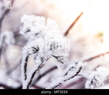 Puzyreplodnik Kalinolistny, Physocarpus opulifolius Stockfoto