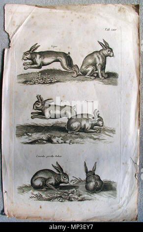 . Bilder der Kaninchen, mit Hörnern (Lepus Dais) von John Jonston: Historiae naturalis de quadrupetibus Libri, 1655 22,5 x 35,5 cm. 1655. John Johnston, 1603-1675 733 John Jonston, Lepus Dais, 1655. Bild von einem Kaninchen mit Hörnern und anderen Kaninchen Stockfoto