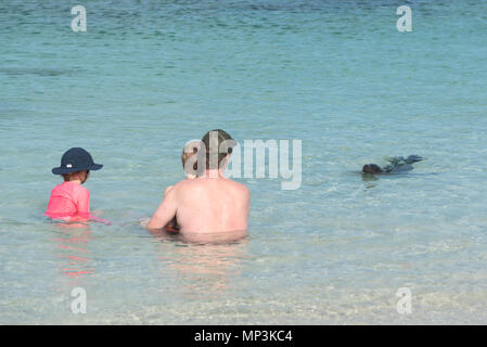 Junge Seelöwe Auschecken einer Familie am Strand, Insel San Cristobal Galapagos, Ecuador. Stockfoto