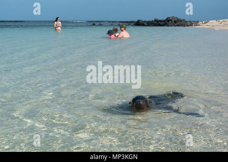 Junge Seelöwe Auschecken einer Familie am Strand, Insel San Cristobal Galapagos, Ecuador. Stockfoto