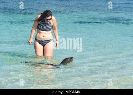 Junge Seelöwen, eine Frau auf einem Strand, Insel San Cristobal Galapagos, Ecuador. Stockfoto